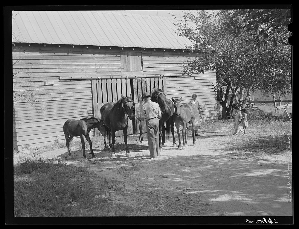 [Untitled photo, possibly related to: Prize-winning colt and mares raised by  farm owners who cooperated with  farm agent in…