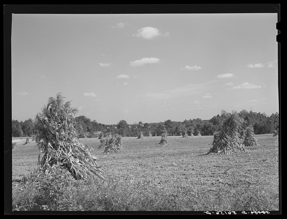 [Untitled photo, possibly related to: Shocked corn and home of E.O. Foster, FSA (Farm Security Administration) borrower in…