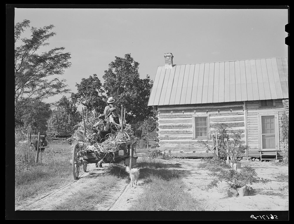 Family of FSA (Farm Security Administration) borrower bringing in wagon load of corn stalks for fodder. Caswell County…