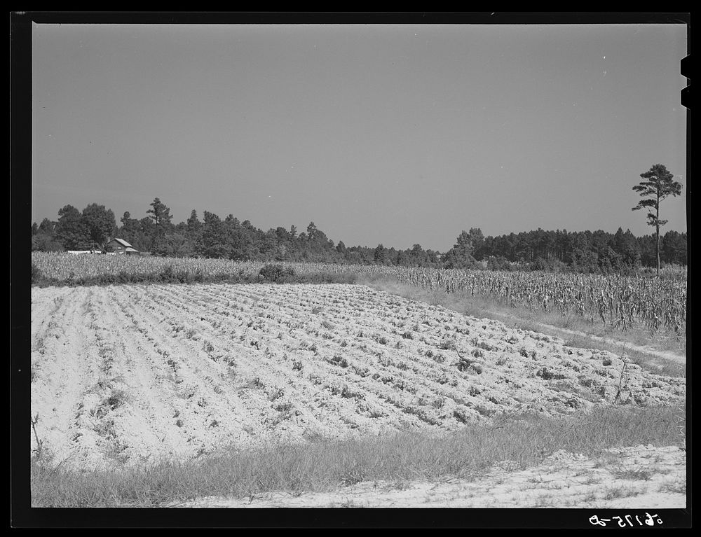 [Untitled photo, possibly related to: Farm landscape with freshly plowed up tobacco field east of Pittsboro. Highway 64.…