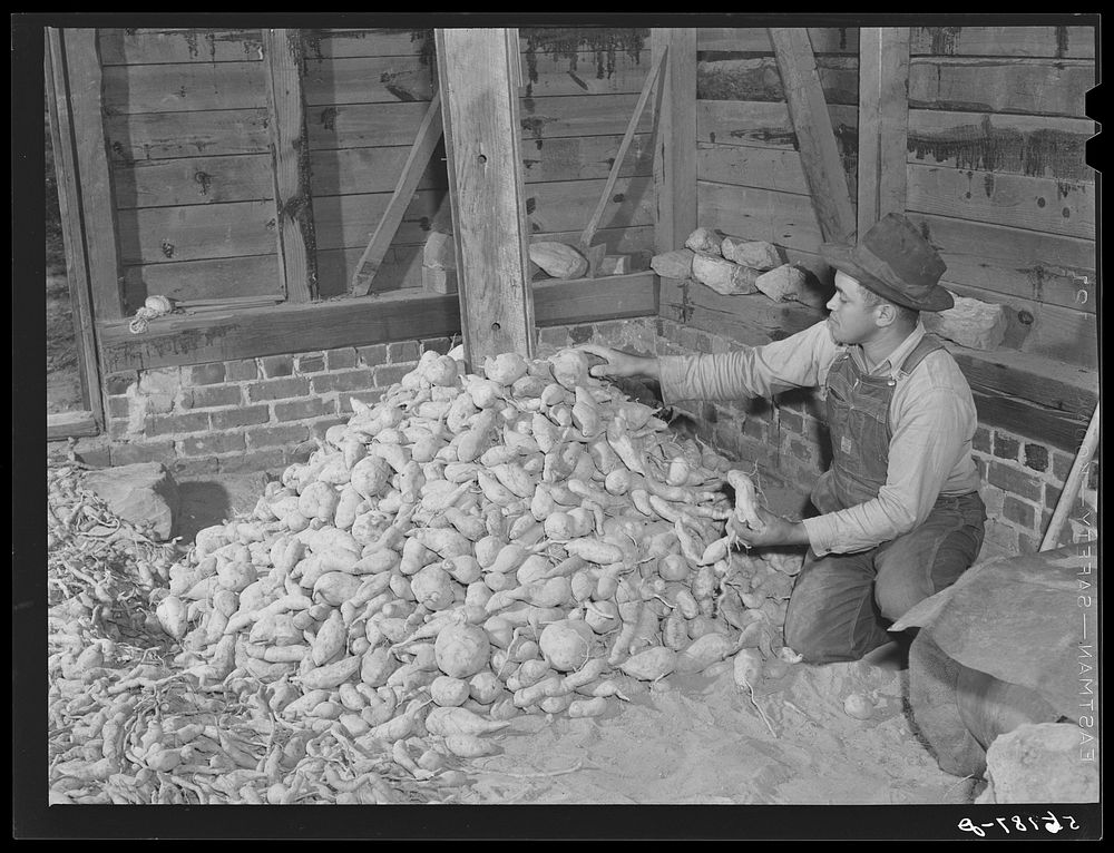 Sweet potatoes stored for the winter in  tenant's tobacco barn. Caswell County, North Carolina. Sourced from the Library of…