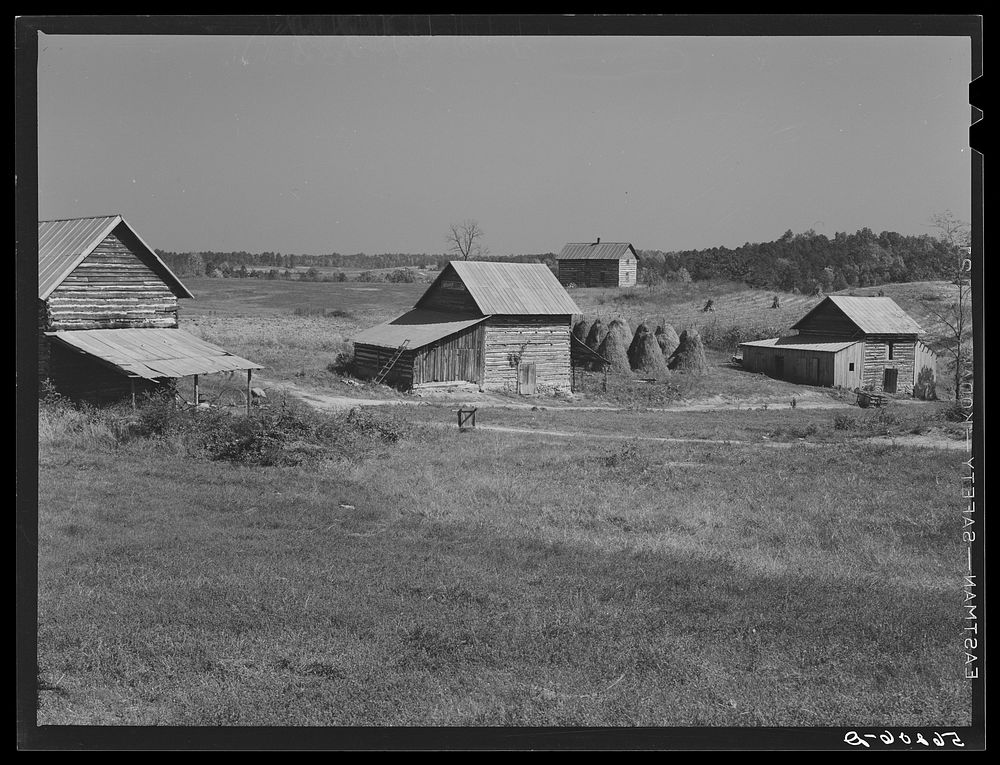 [Untitled photo, possibly related to: Tobacco barns, pack houses and tenant's home on farm about four miles north of…