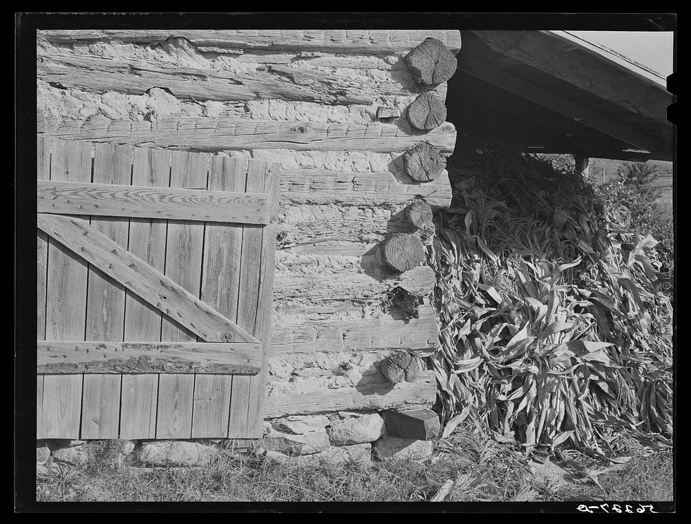 [Untitled photo, possibly related to: Tobacco barn with corn stalks stored under its shed for winter fodder near Prospect…