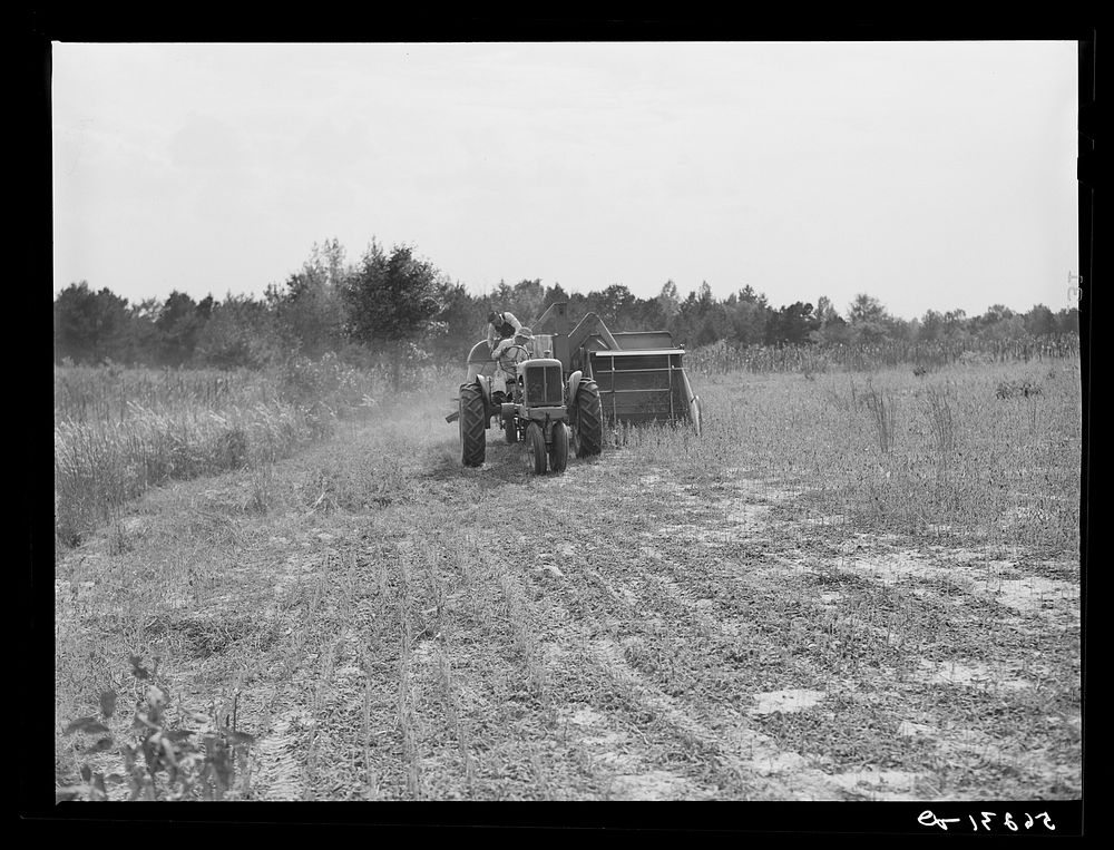 [Untitled photo, possibly related to: Harvesting soybean seed on the Roger's farm with co-op combine purchased by Emery M.…