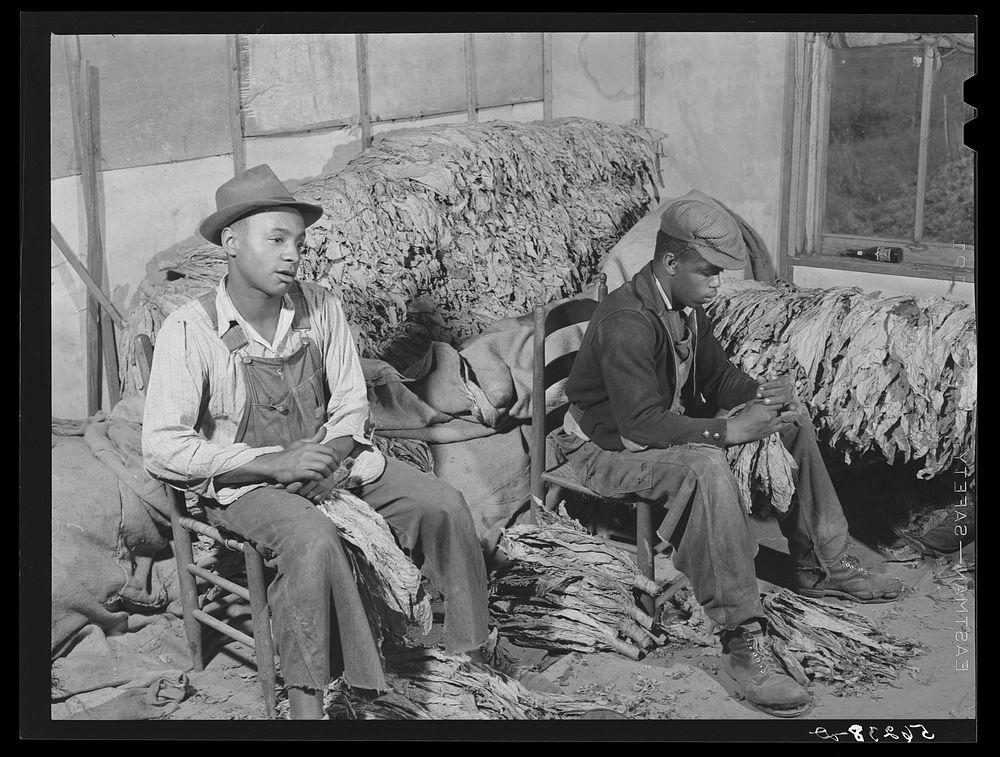 [Untitled photo, possibly related to: Grading and stripping tobacco in the pack house on Emery M. Hooper's farm in Corbett…