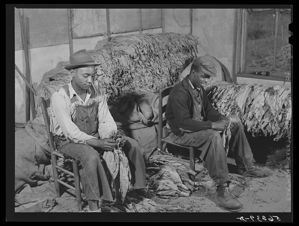 Grading and stripping tobacco in the pack house on Emery M. Hooper's farm in Corbett Ridge section. Caswell County, North…