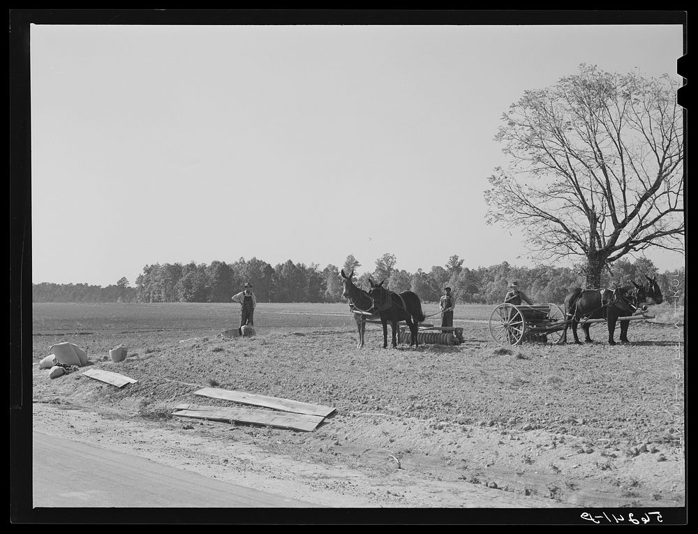 Planting winter wheat on farm near Yanceyville. Caswell County, North Carolina. Sourced from the Library of Congress.