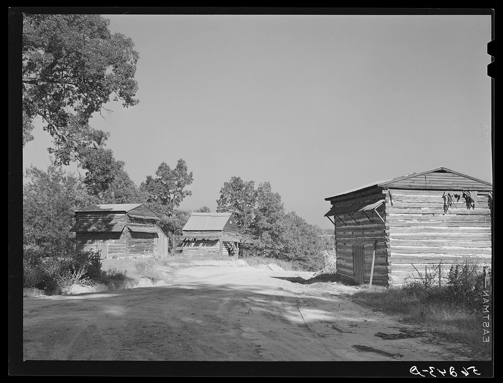 Tobacco barns at the crossroads near Hightowers and Prospect Hill. Caswell County, North Carolina. Sourced from the Library…