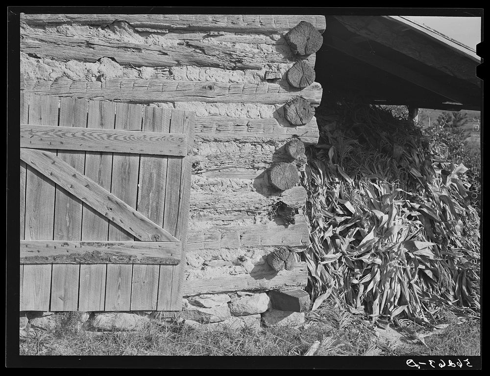 Tobacco barn with corn stalks stored under its shed for winter fodder near Prospect Hill. Caswell County, North Carolina.…