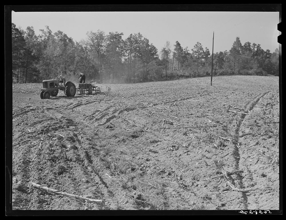 [Untitled photo, possibly related to: Spreading lime to increase productivity of soil before planting winter wheat on Emery…