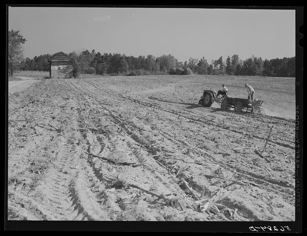 Spreading lime to increase productivity of soil before planting winter wheat on Emery M. Hopper's tobacco farm in Corbett…
