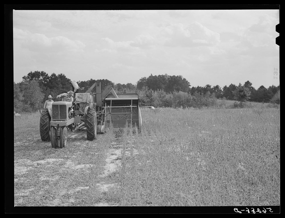 Harvesting soybean seed on the Roger's farm with a co-op combine purchased by Emery M. Hooper through a FSA (Farm Security…