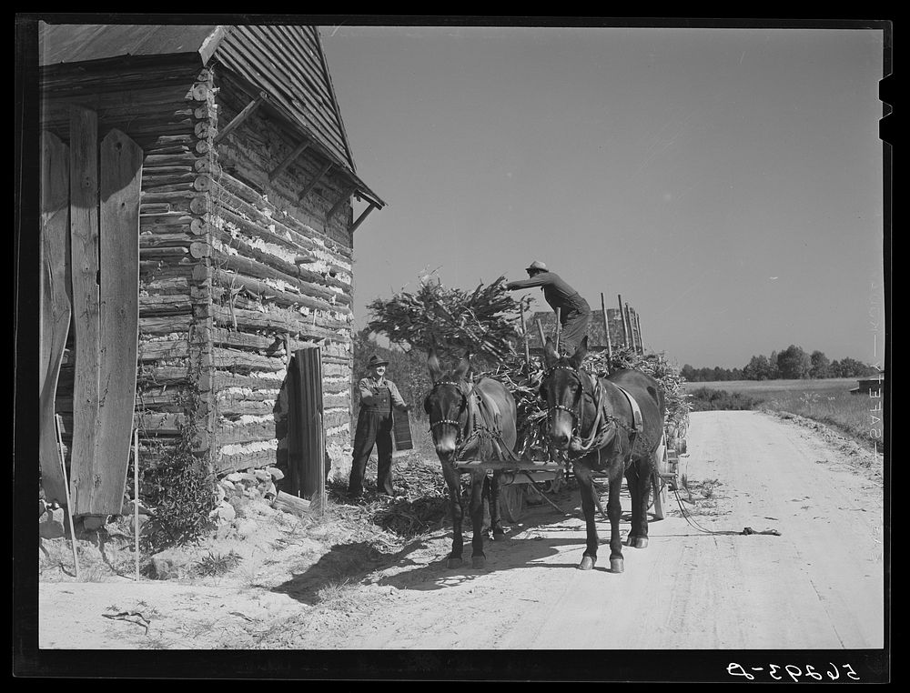 Storing corn stalks in tobacco barn for winter fodder for the stock on farm. Corbett Ridge section, Caswell County, North…