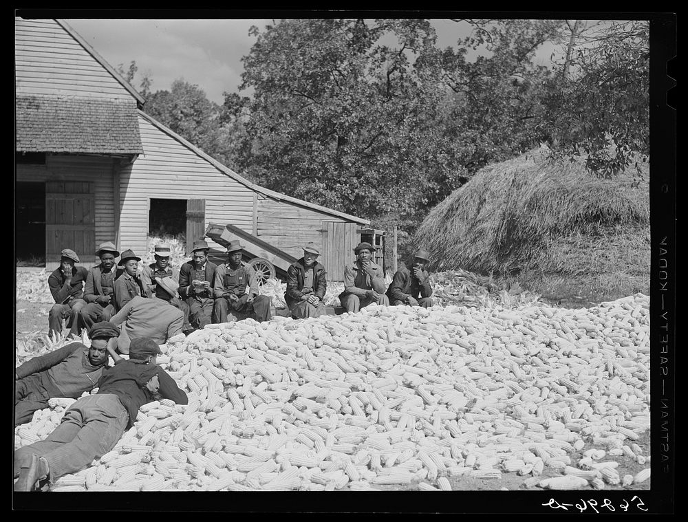 [Untitled photo, possibly related to: Colored hands from nearby farms helping to shuck corn on Hooper farm, Corbett Ridge…