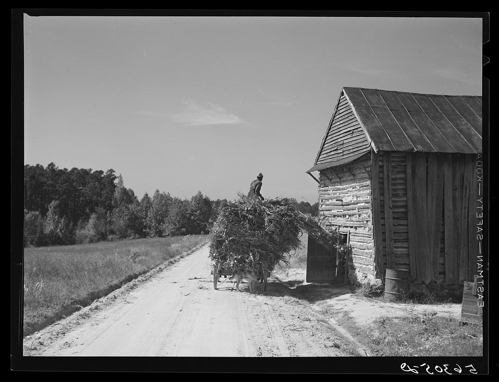 [Untitled photo, possibly related to: Storing corn stalks in tobacco barn for winter fodder for the stock on farm. Corbett…