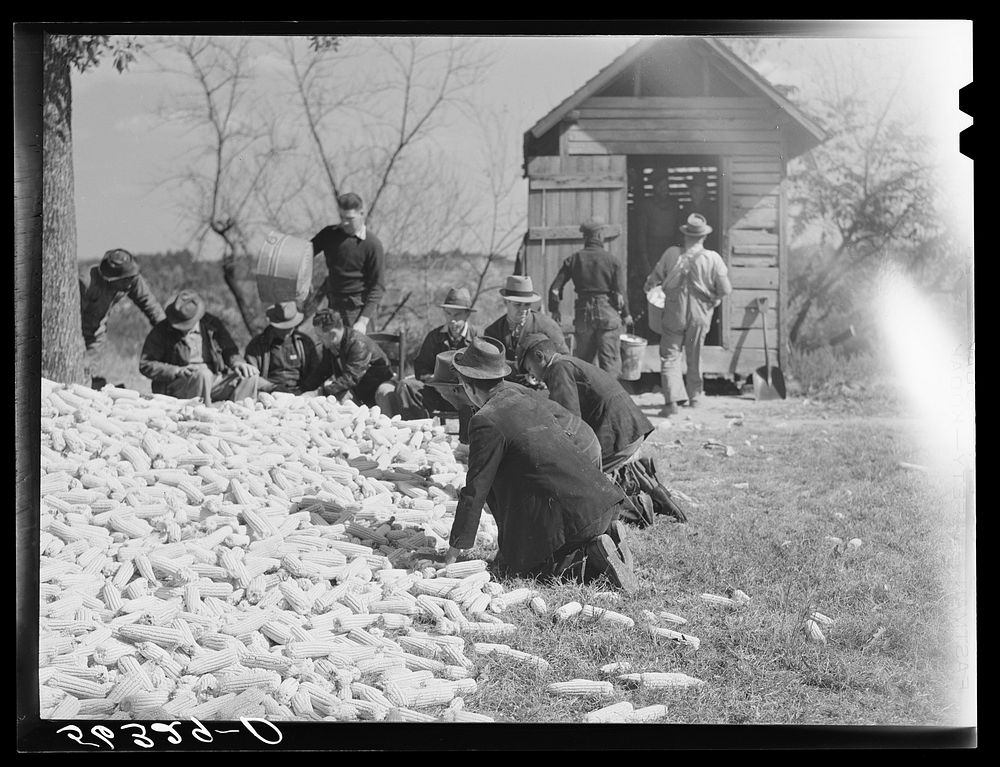 [Untitled photo, possibly related to: Putting the corn in the crib to store for winter feed after shucking on Hooper Farm…