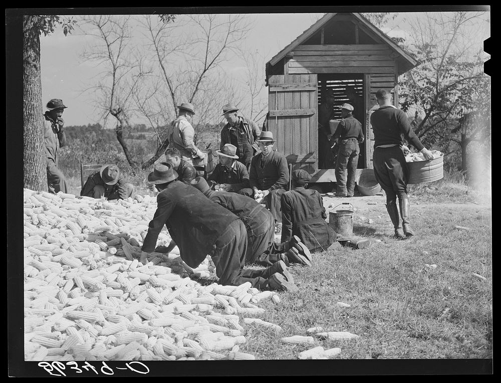 Putting the corn in the crib to store for winter feed after shucking on Hooper Farm near Hightowers and Prospect Hill.…