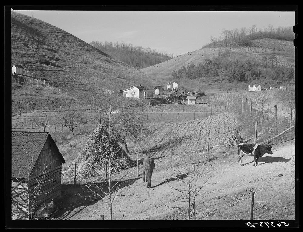 Noah Garland's barn and livestock with his son's home in the distance. Southern Appalachian Project near Barbourville, Knox…