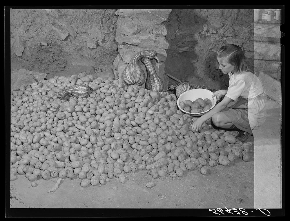 Josh Calahan's little girl getting some of the potatoes out of the cellar of their new home. These are grown on their farm.…