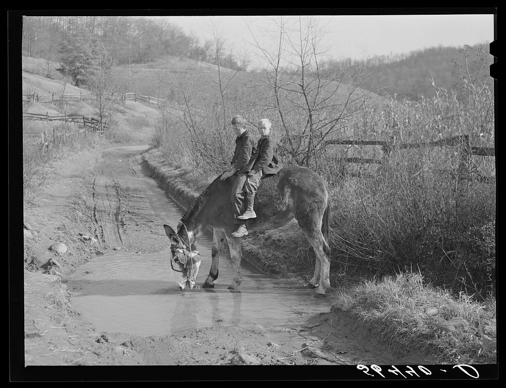 Two of Dutton ("Dut") Calleb's children watering the mule. Southern Appalachian Project near Barbourville, Knox County…