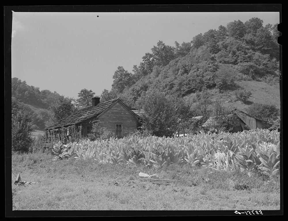 Mountaineer's cabin with tobacco patch up Morris Fork of the Kentucky River, near Jackson, Breathitt County, Kentucky.…