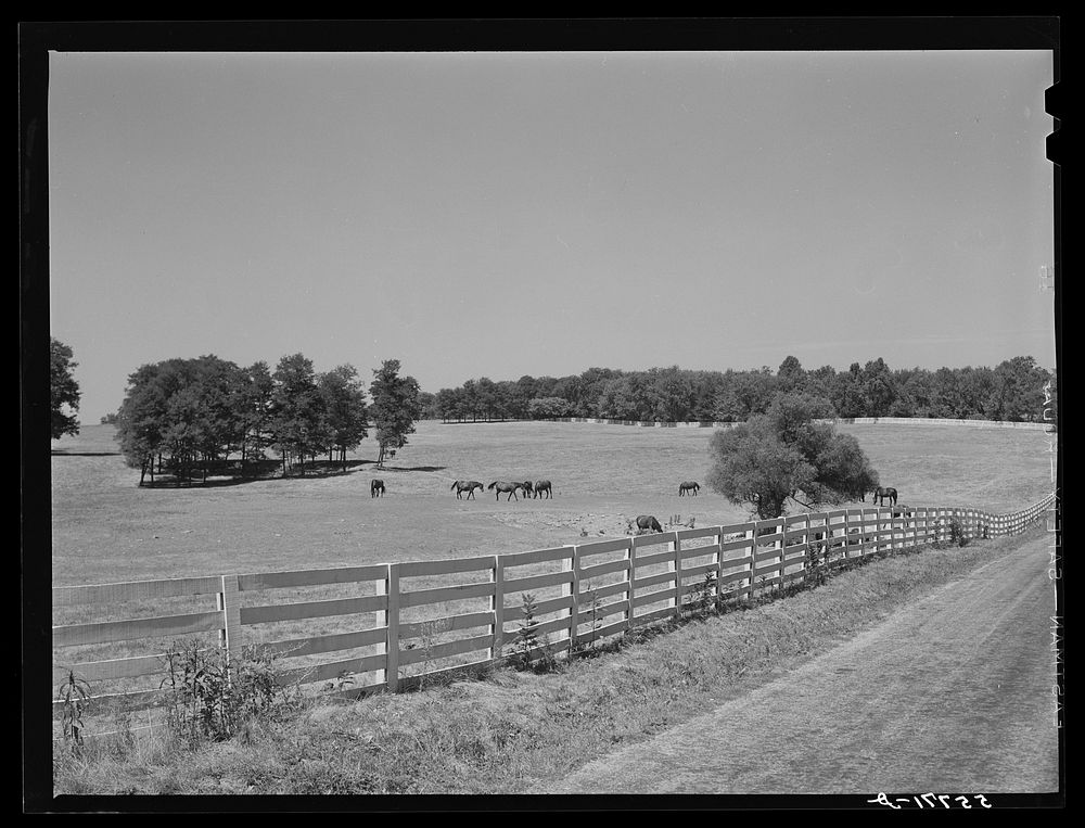 Walnut Hall, horse breeding farm in Bluegrass region near Lexington, Kentucky. Sourced from the Library of Congress.