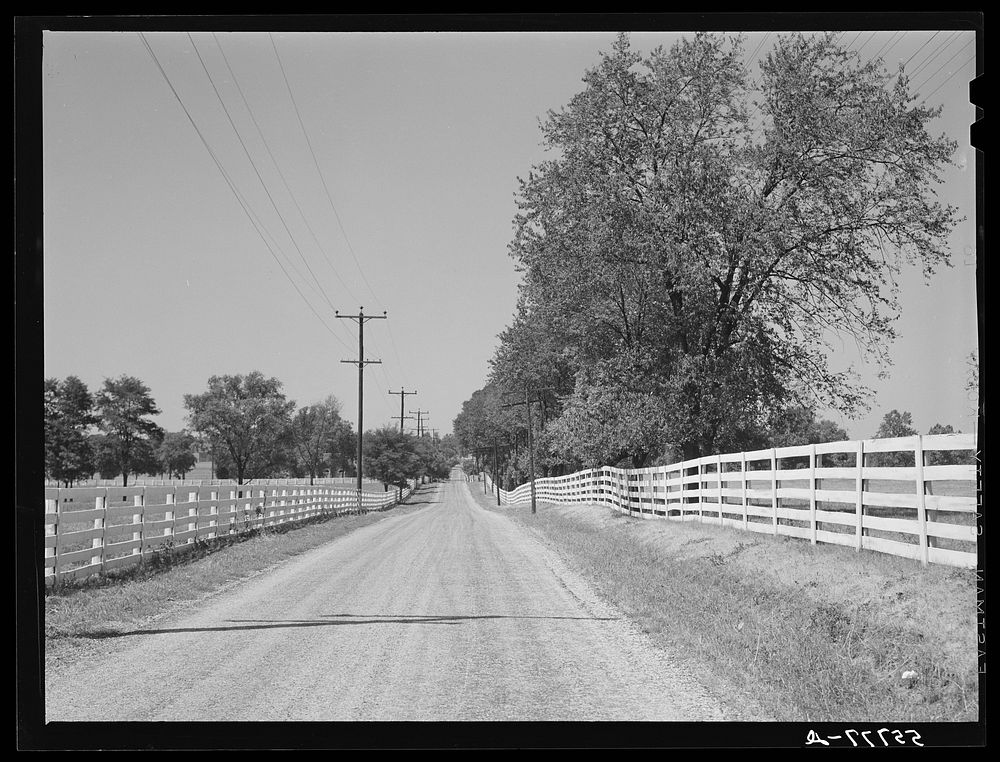 Highway in bluegrass section near Lexington, Kentucky. Sourced from the Library of Congress.