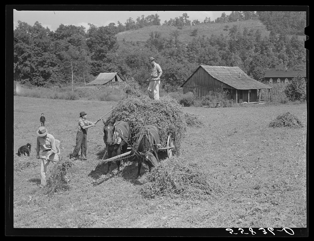 Loading hay on Edgar Back's farm. Noctor, Breathitt County, Kentucky. Mr. Back is a FSA (Farm Security Administration)…