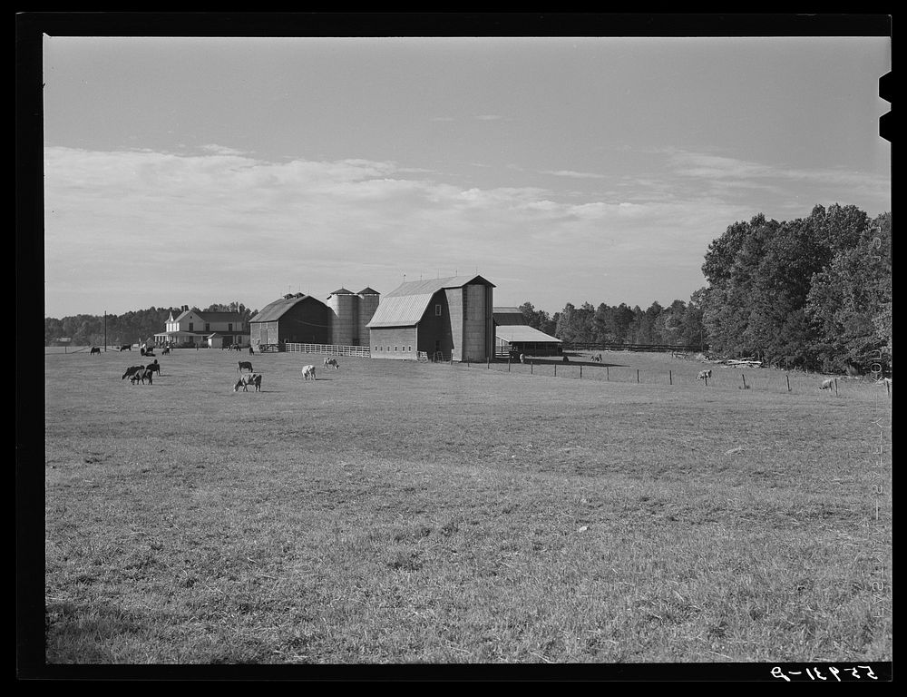 [Untitled photo, possibly related to: Dairy farm near Hillsborough. Orange County, North Carolina]. Sourced from the Library…
