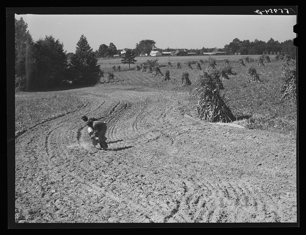 CCC (Civilian Conservation Corps) boys seeding and preparing a meadow strip for terrace outlet made on property of FSA (Farm…
