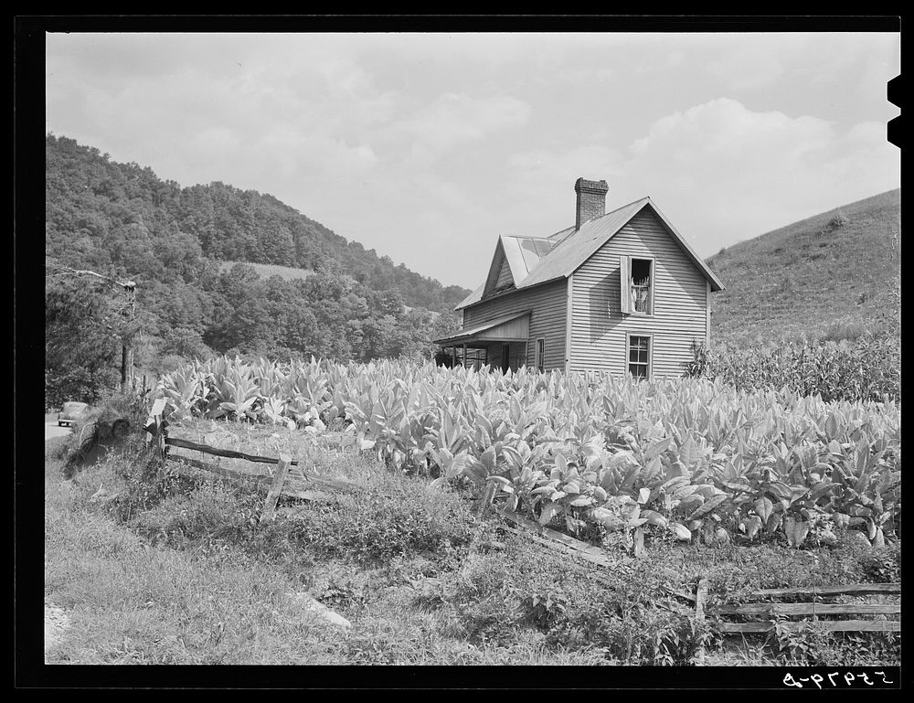 Tobacco around farmhouse and in attic. Northwest of Asheville, North Carolina. Sourced from the Library of Congress.