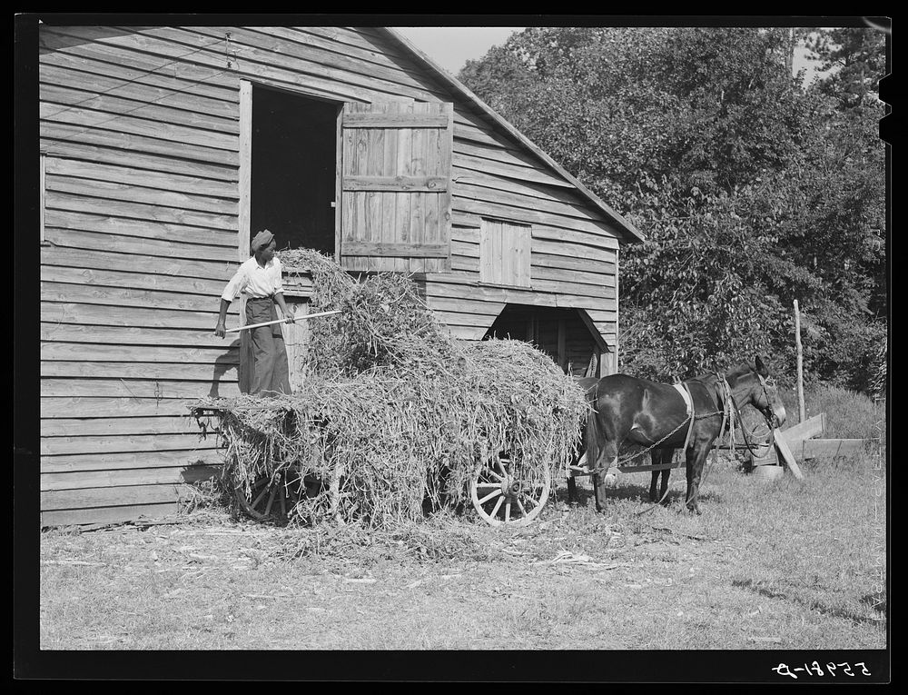  helper putting peavine hay into barn loft. Mr. J.V. Harris' farm, nine miles south of Chapel Hill on Highway 15, Chatham…
