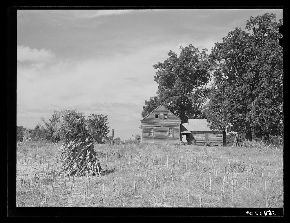 Home and separate kitchen lean-to of  tenant. Caswell County, North Carolina. Sourced from the Library of Congress.