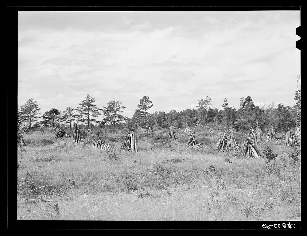 Stacks of wood cut for firing tobacco barns and winter fuel in Caswell County, North Carolina. Sourced from the Library of…
