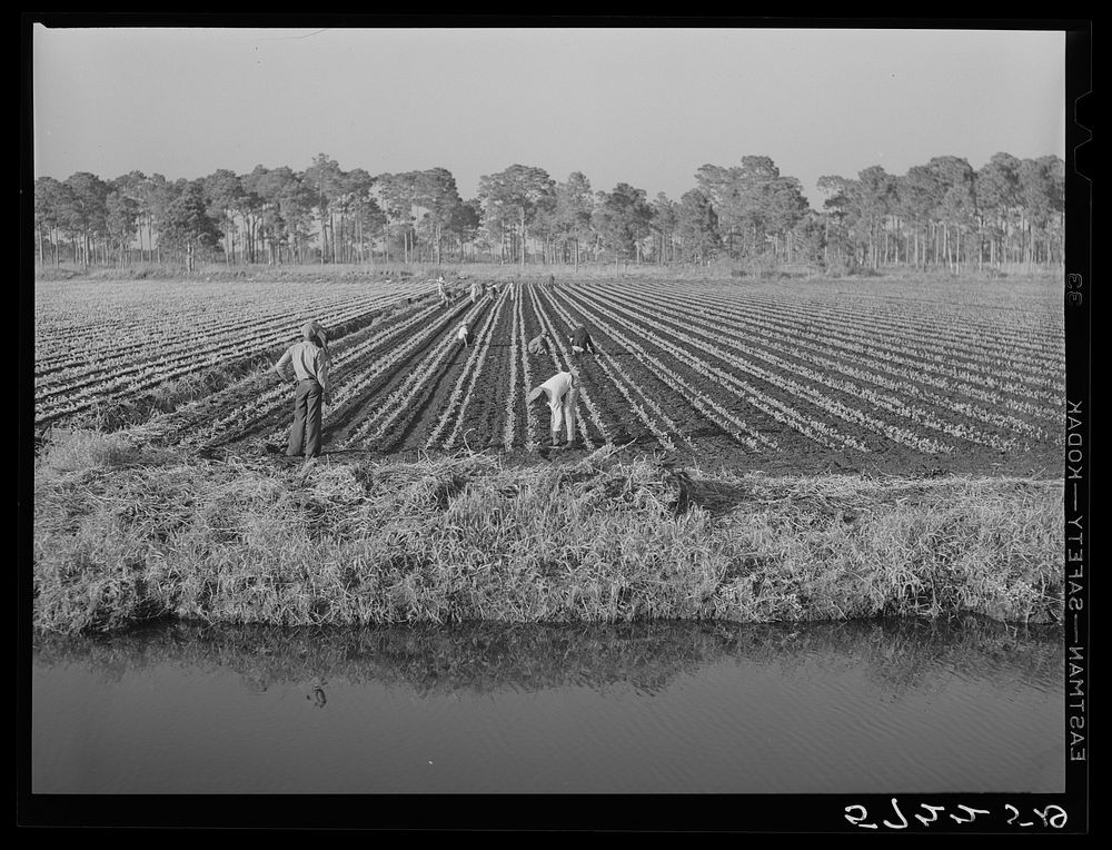 Migrant agricultural workers cultivating celery near Sarasota, Florida. Sourced from the Library of Congress.