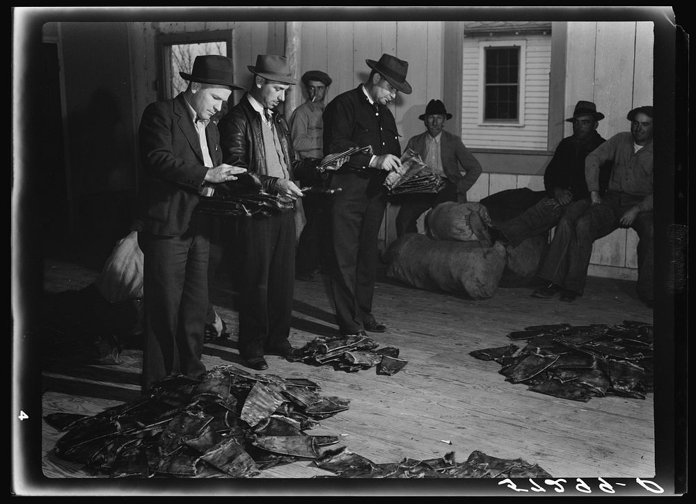 Fur buyers grading muskrats at auction sale in dance hall in Delacroix Island, Louisiana. Sourced from the Library of…