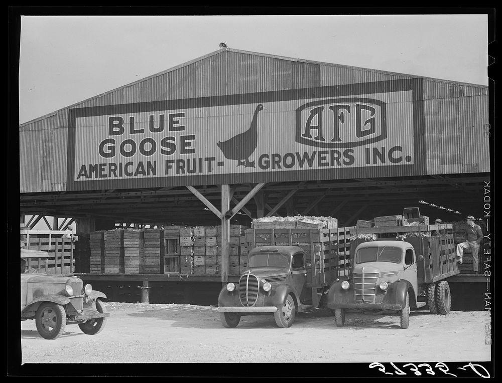 Truckloads of celery arriving at packing house. Belle Glade, Florida. Sourced from the Library of Congress.
