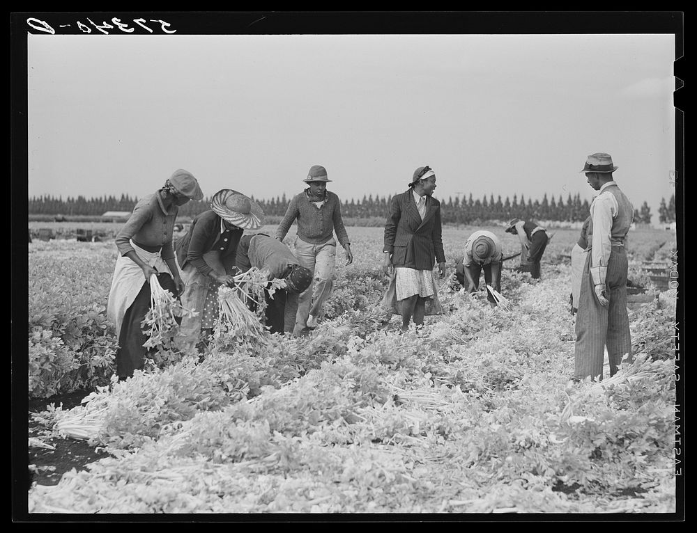 Migratory laborers cutting celery. Belle Glade, Florida. Sourced from the Library of Congress.