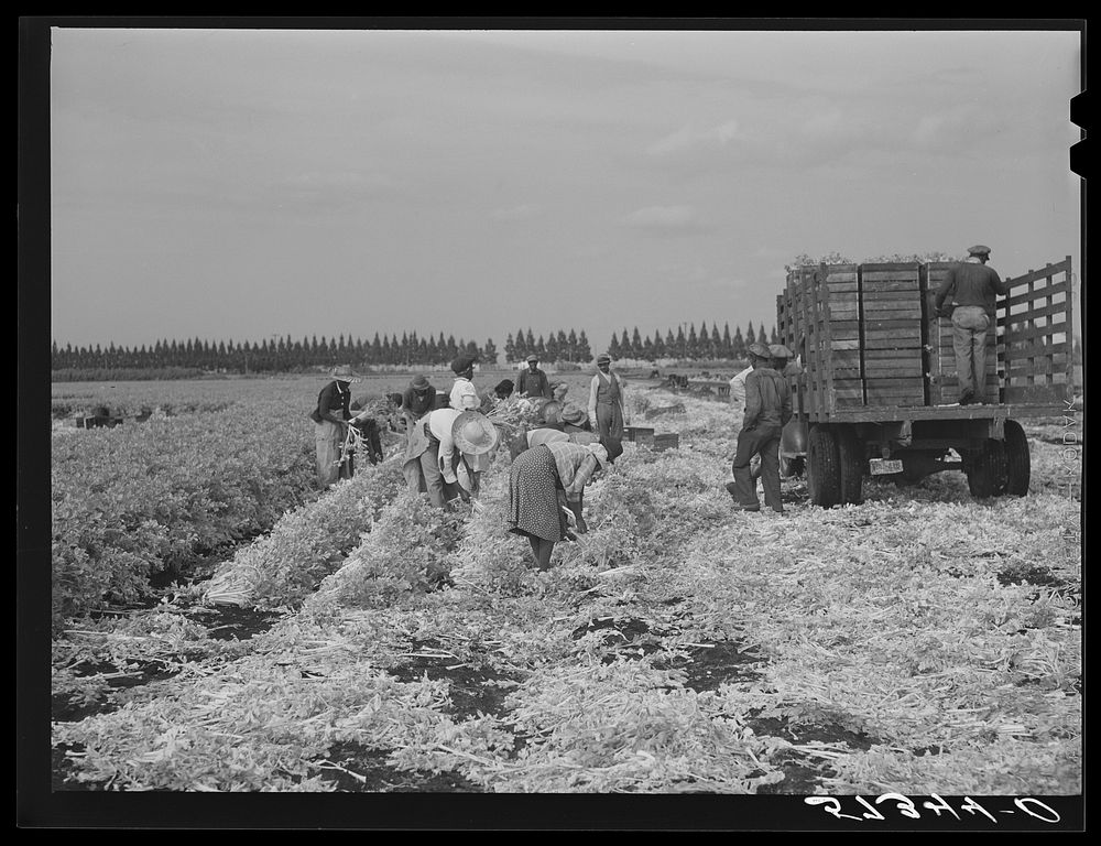 Migratory workers cutting celery. Belle Glade, Florida. Sourced from the Library of Congress.
