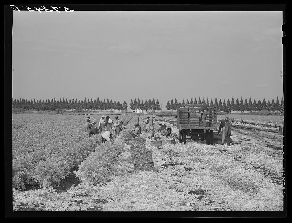 [Untitled photo, possibly related to: Migratory laborers cutting celery. Belle Glade, Florida]. Sourced from the Library of…