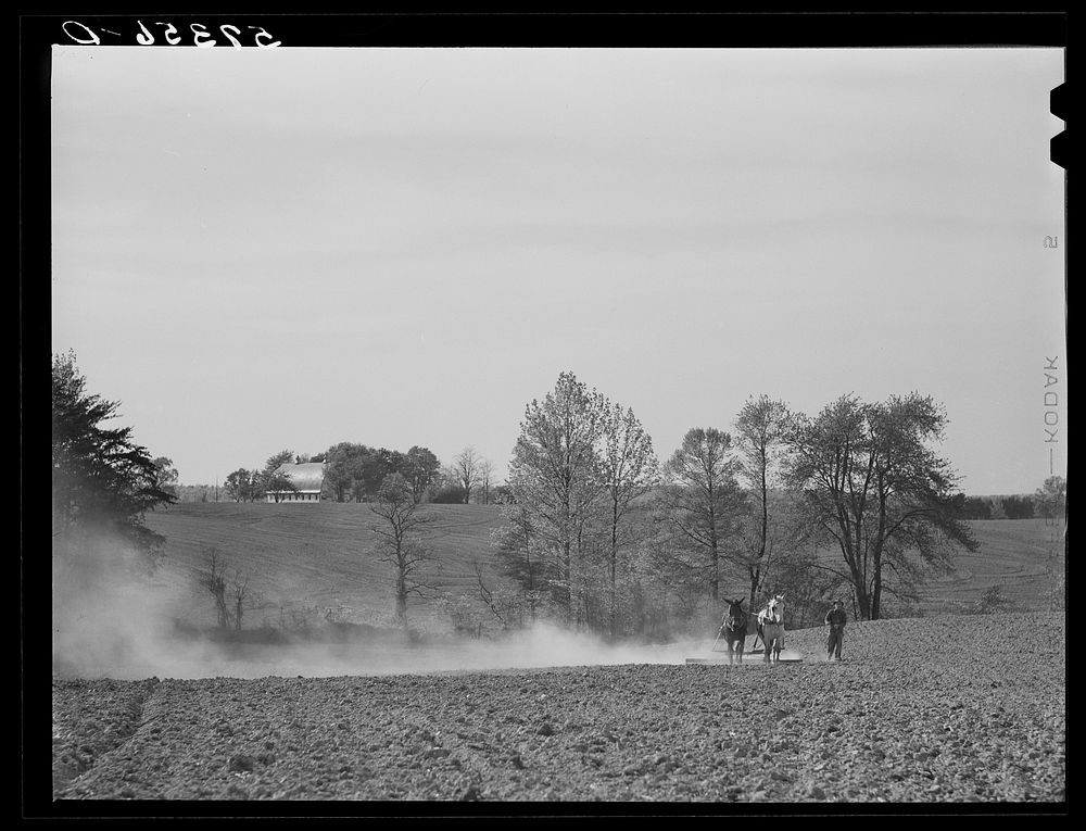 Harrowing cornfield on dairy farm in Fairfax County, Virginia. Sourced from the Library of Congress.