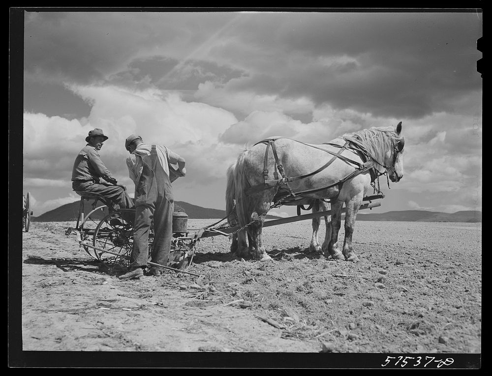 Planting corn in the fertile farmland of the Shenandoah Valley, Virginia. Sourced from the Library of Congress.
