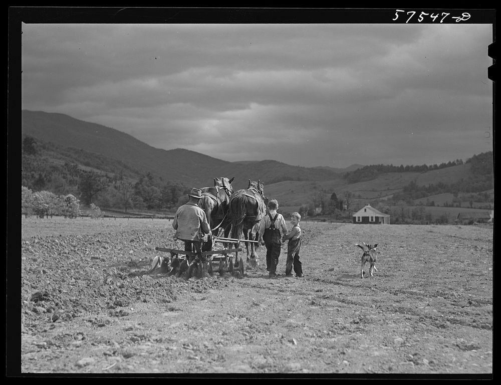 Working in the field on FSA (Farm Security Administration) project. Ida Valley Farms, Shenandoah Homesteads, near Luray…