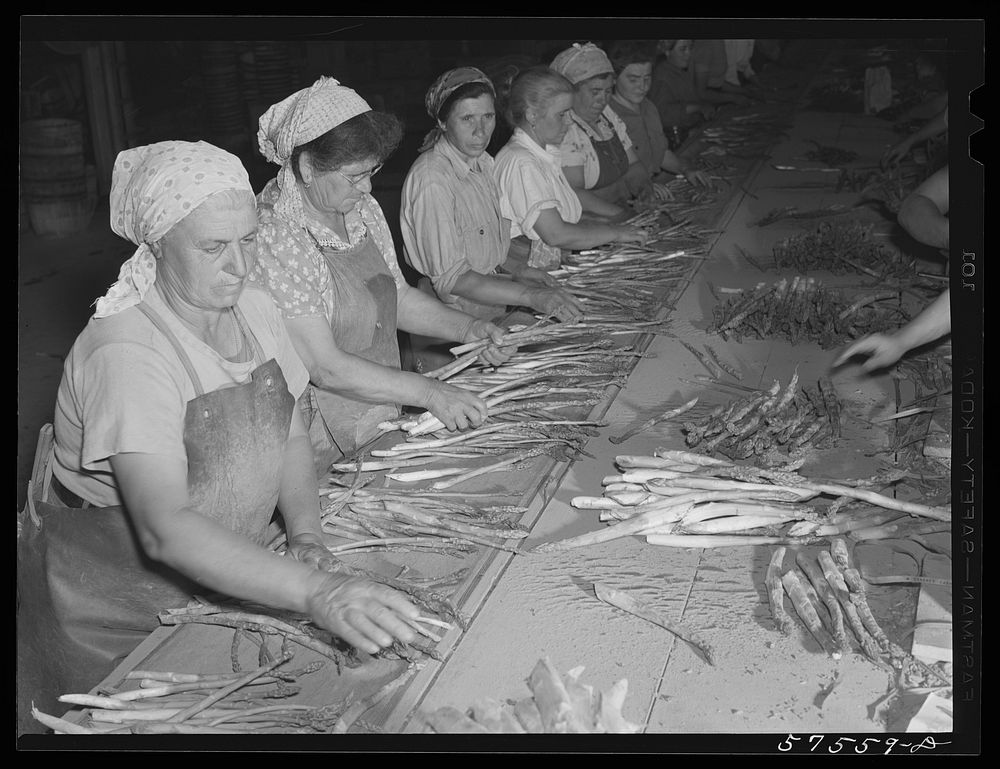 Italian workers from Trenton and nearby areas grading and bunching asparagus in packing house. Starkey Farms, Morrisville…