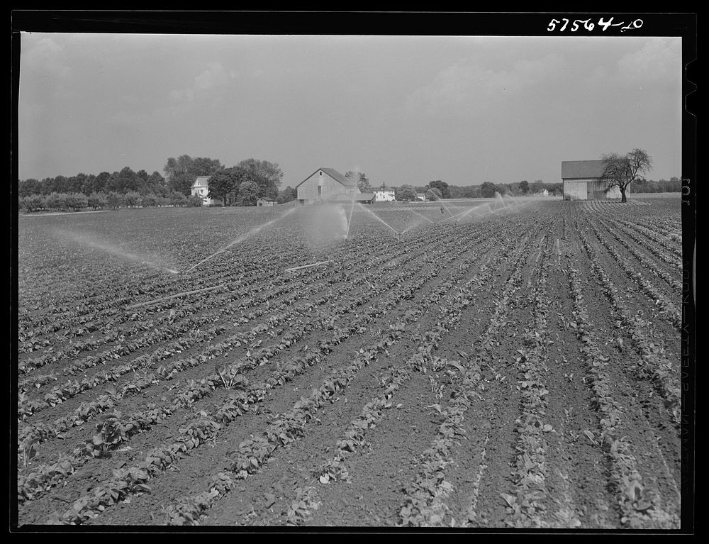 Portable irrigation unit in bean field, Starkey Farms, Morrisville, Pennsylvania. Sourced from the Library of Congress.