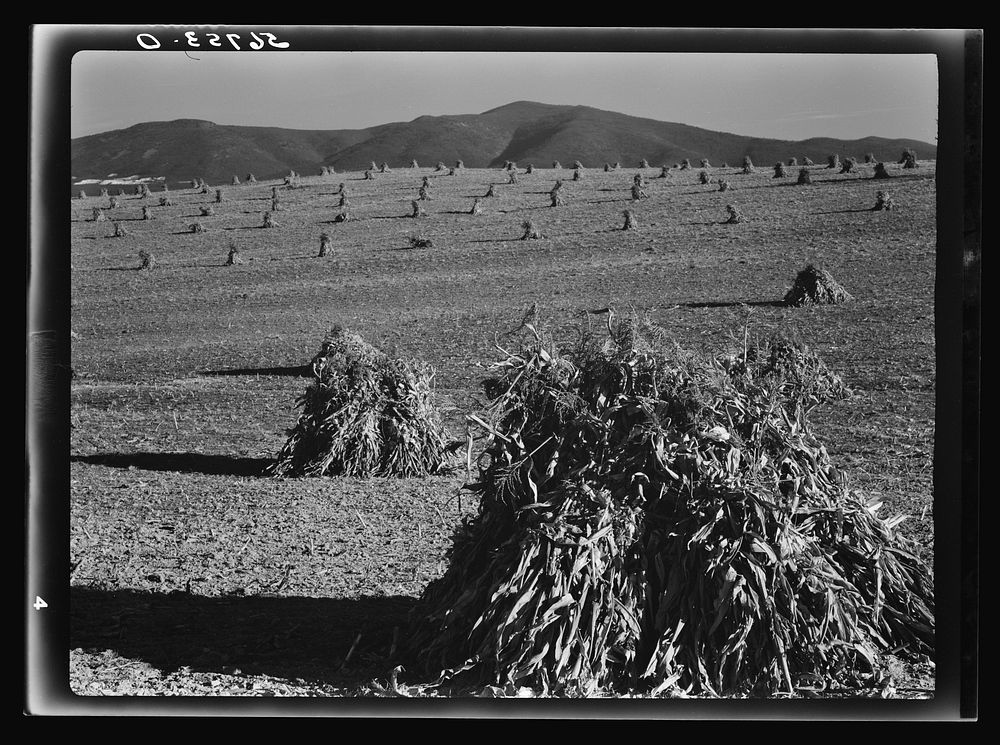 Cornshocks in the fertile Shenandoah Valley, Virginia. Sourced from the Library of Congress.