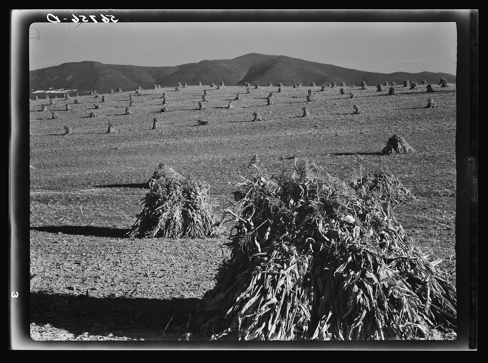 [Untitled photo, possibly related to: Cornshocks in the fertile Shenandoah Valley, Virginia]. Sourced from the Library of…