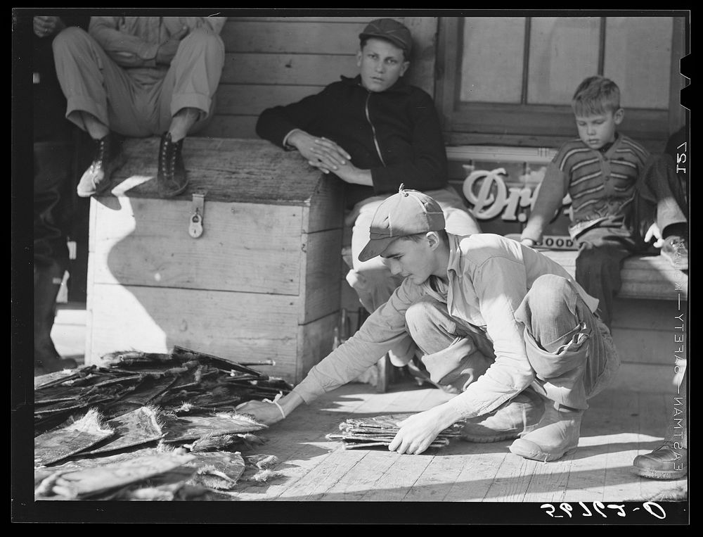 [Untitled photo, possibly related to: Grading muskrats while fur buyers and Spanish trappers look on during auction sale on…