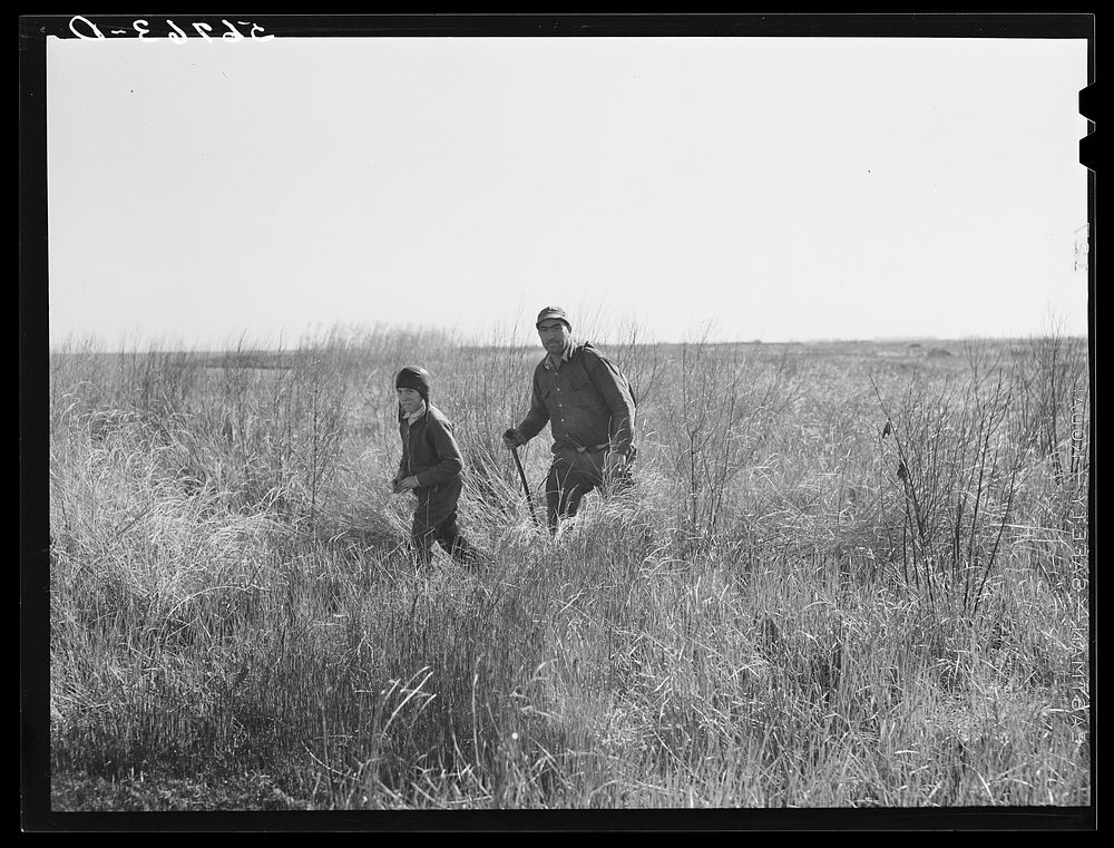 Spanish muskrat trapper and his son returning in the late afternoon after making the rounds of his traps in the marshes near…