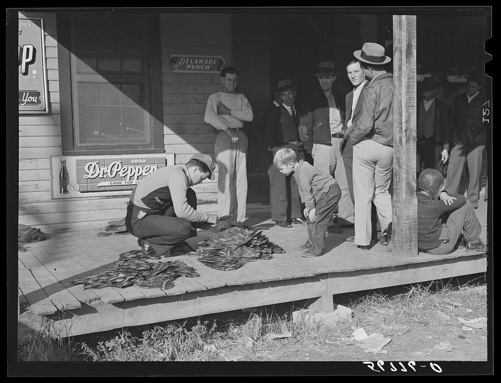 Grading muskrats while fur buyers and Spanish trappers look on during auction sale on porch of community store in Saint…